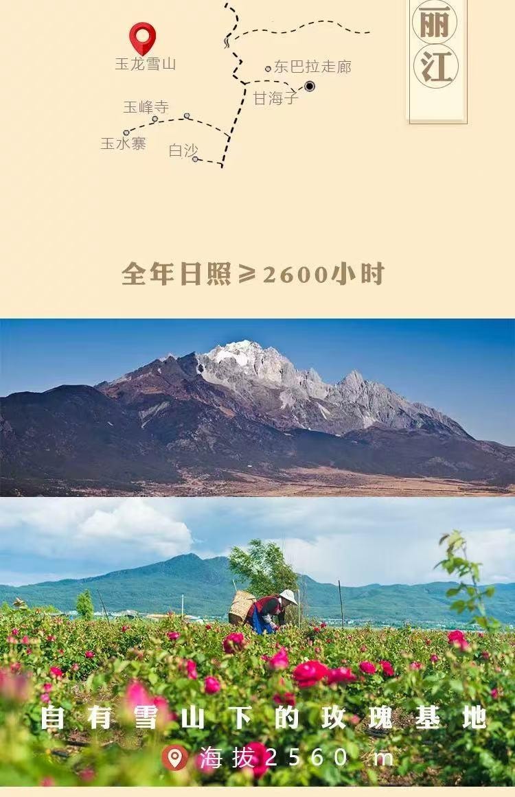 雲南直採 頭茬高山無硫金邊玫瑰 玉龍雪山產區 香味濃鬱 營養豐富 100g