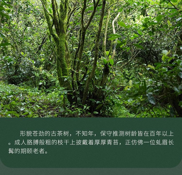 【美國現貨秒發】小師姐評茶 天尖薄片 安化黑茶茶葉 2017年荒野老樹六步玲瓏 60克(10片)