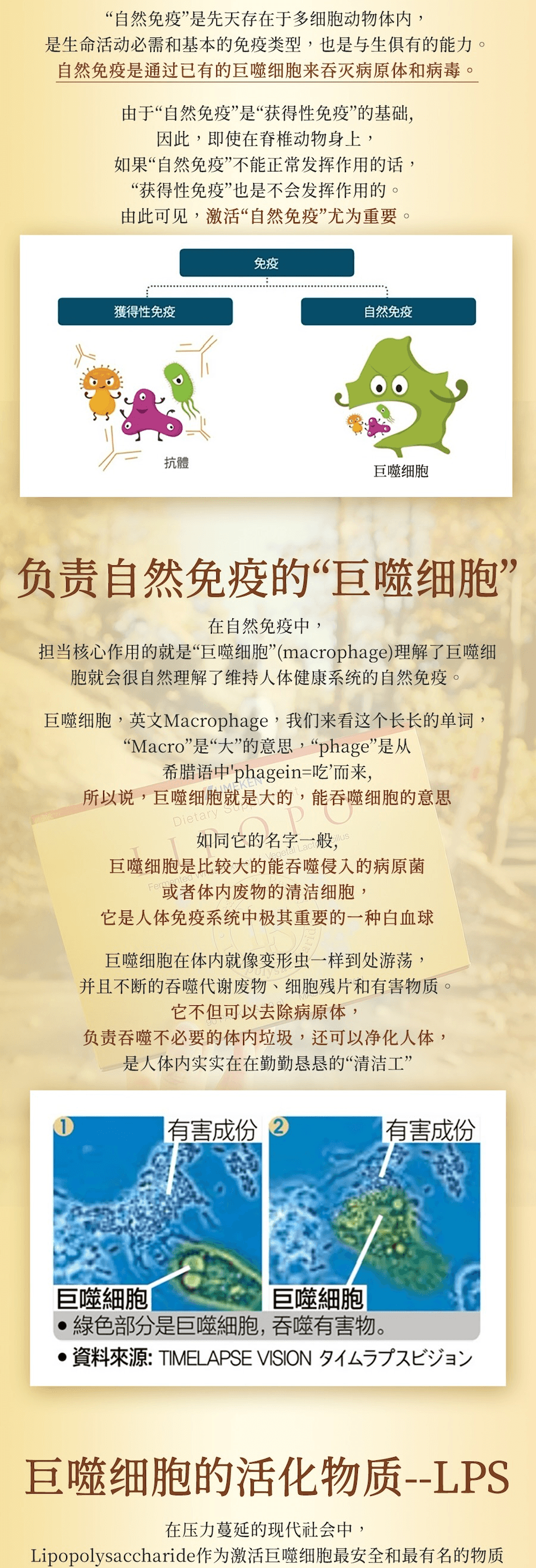 【日本產】 UMEKEN Lipopo脂多醣 30包 一個月用量 【日本黑科技LPS喚醒免疫細胞🧬自帶防護力UP! 】【喚醒身體自癒力的秘密】【輕鬆養出不感冒體質🙌!】
