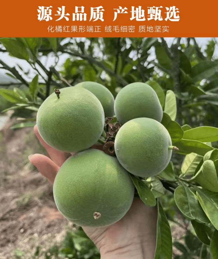 泷御堂 化橘红 自然陈化 手工切片 片片均匀 汤色透亮 橘香浓郁 100g