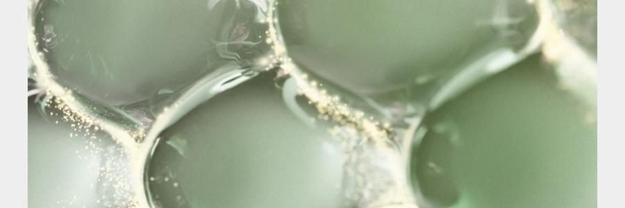 BC BABYCARE 尿不湿 XL码-36片/包 山茶轻柔婴儿纸尿裤 腰贴型纸尿裤 适用月龄12个月以上 12-17kg