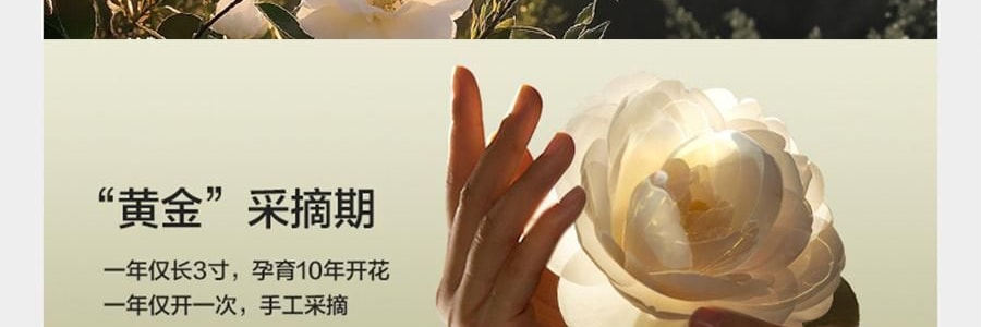 BC BABYCARE 尿不湿 XL码-36片/包 山茶轻柔婴儿纸尿裤 腰贴型纸尿裤 适用月龄12个月以上 12-17kg