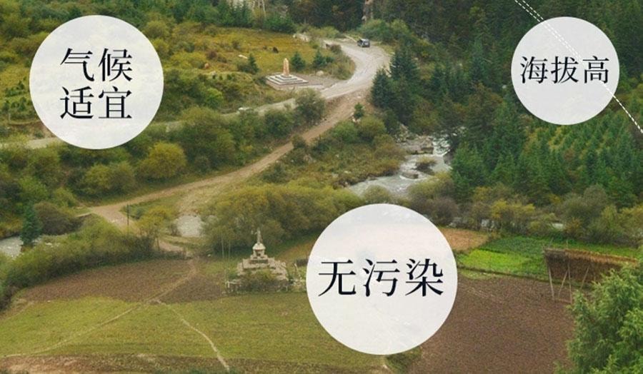 岷農人 野生黃耆250g/袋 補氣養血 益氣固表 增強免疫力 搭配紅棗枸杞桂圓更佳