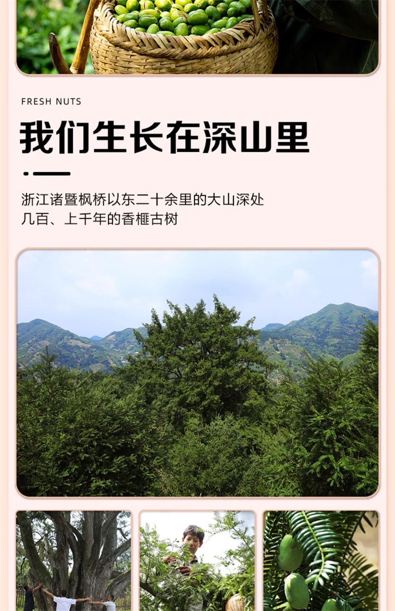 【中国直邮】 春江月 香榧子 坚果 浙江诸暨枫桥特产 老树香匪菲妃子 原味香榧子250g/袋 | 亚米
