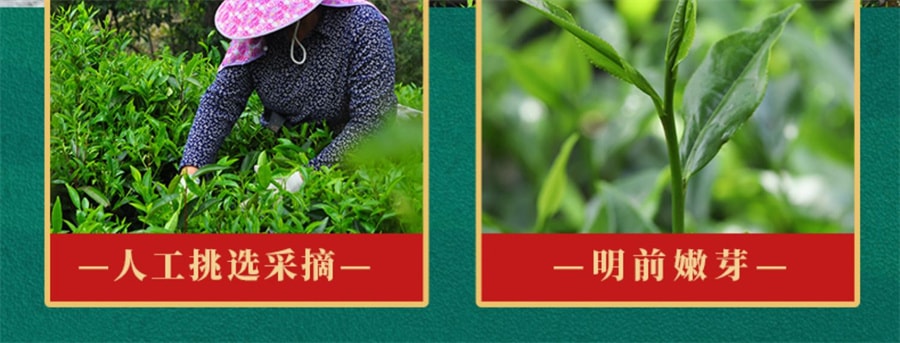 【中国直邮】 中闽峰州 云雾绿茶2025新茶叶高山春茶日照充足浓香型非毛尖茶叶礼盒装  400g/桶