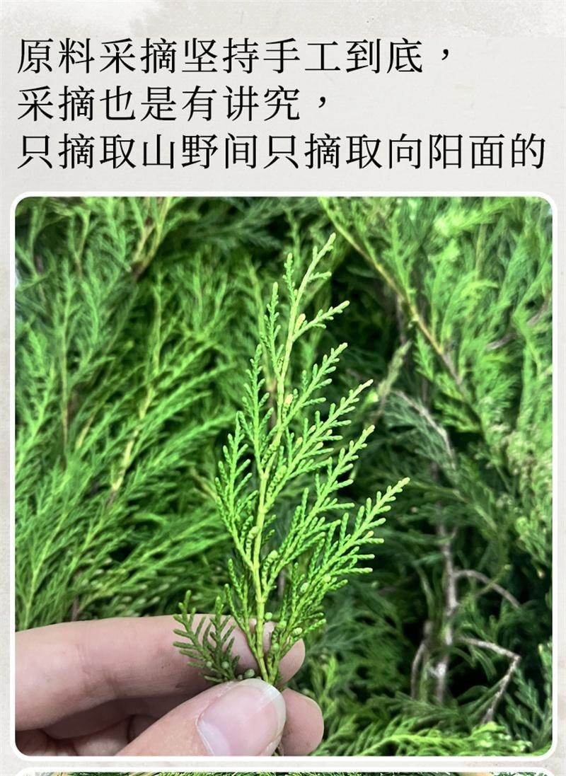 【中国直邮】 潮利 侧柏叶洗发水 去屑止痒控油生姜防脱生发纯草本洗发水500ml/瓶