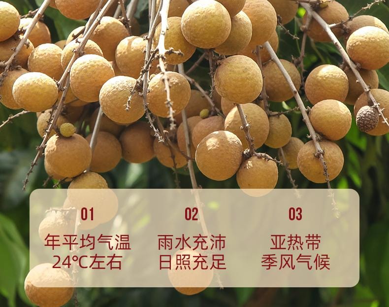 Yu Ling Gao (220g/jar) - Authentic American ginseng longan and dried longan pulp combined with traditional Chinese med