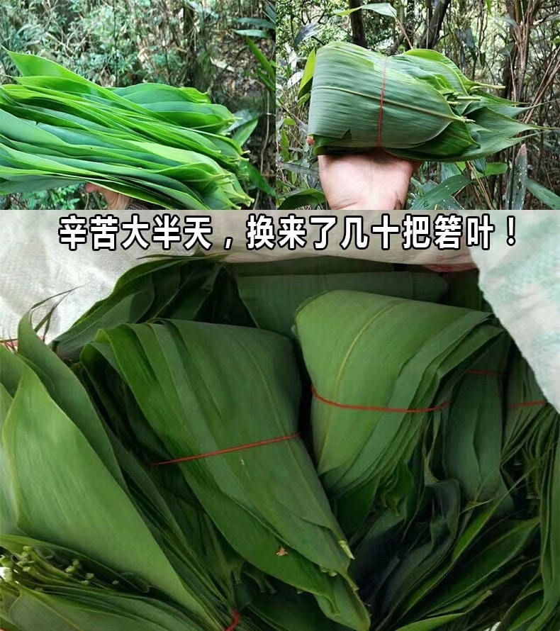 當季新鮮粽葉 50 片 箬竹葉 真空包裝 柔軟度好 店內另有粽子繩及包粽子模具 歡迎選購 端午節包粽子