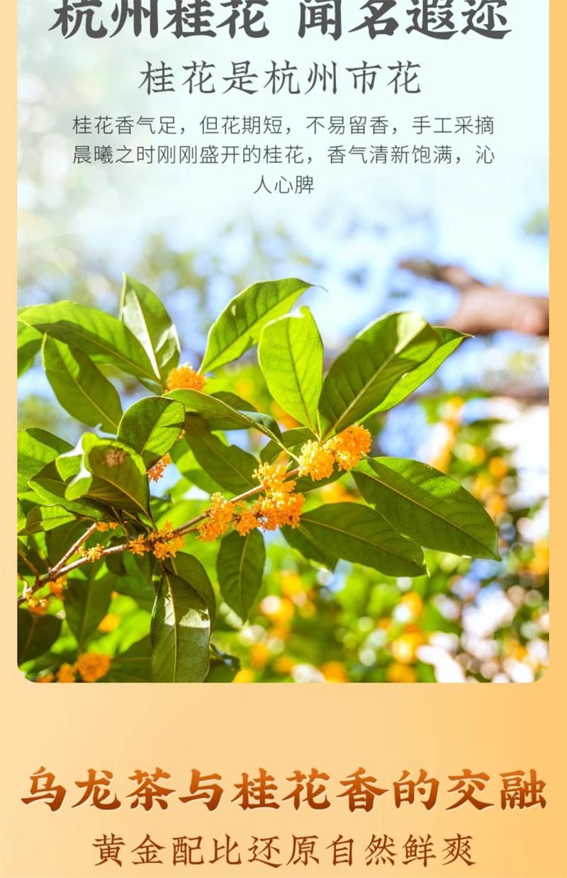 【中国直邮】 狮峰茶叶 桂花乌龙茶铁观音高山清香杭州桂花茶叶罐装 50g