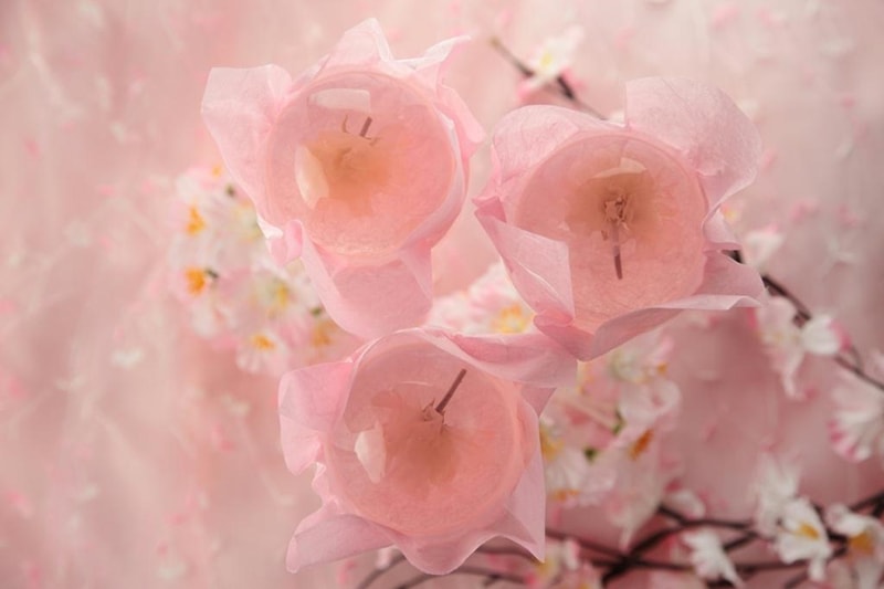 【日本直郵】日本榮太樓 百年老店 季節限定 櫻花布丁 3枚裝