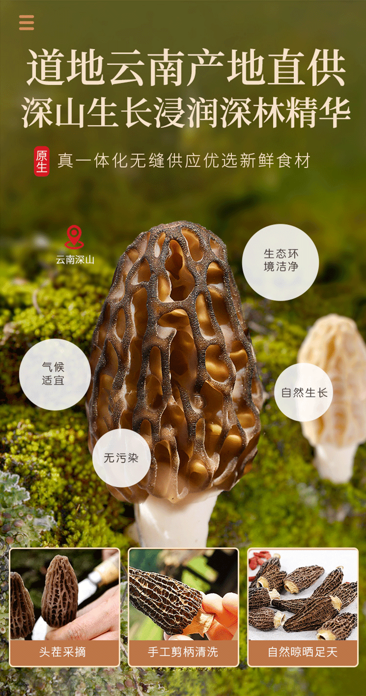 【中國直郵】 福東海 羊肚菌 山珍菌菇 乾貨特產 煲湯燉雞食材 滋補品50g