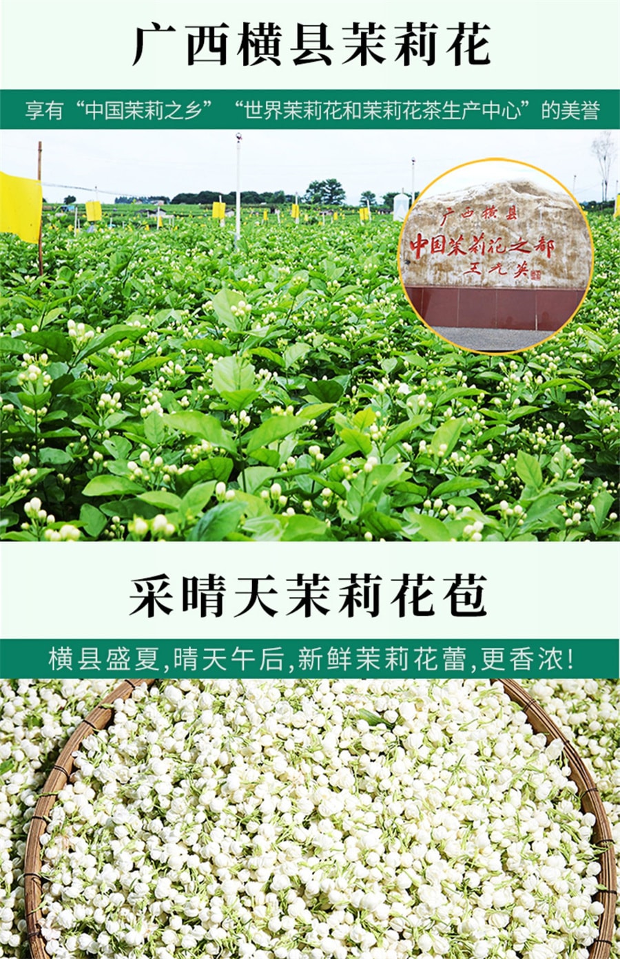 【中国直邮】一杯香   2023新茶茉莉花茶横县花草茶绿茶茶叶  250g/罐