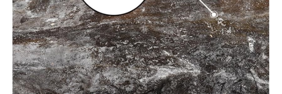 時樸 有機海帶 500g【煲湯火鍋食材】