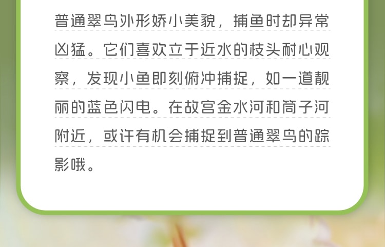 【中国直邮】 故宫淘宝 肥啾萌猫毛绒钥匙扣 包包挂件 情侣玩偶 生日礼物/拉绳驱动/金属挂链/桌面装饰-胖鸟款 1个*|预计到达时间3-4周