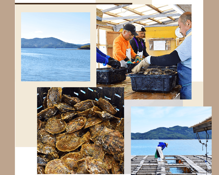 REENS PEARL||14k白金Akoya珍珠耳環||1對