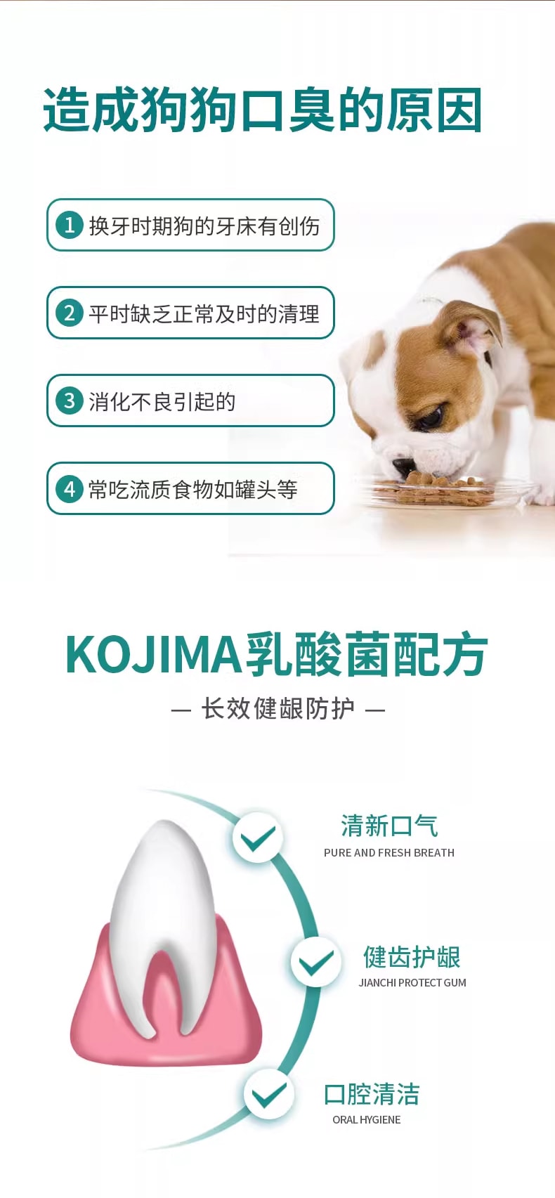 日本 KOJIMA 寵醫百年品牌 犬用乳酸菌漱口水