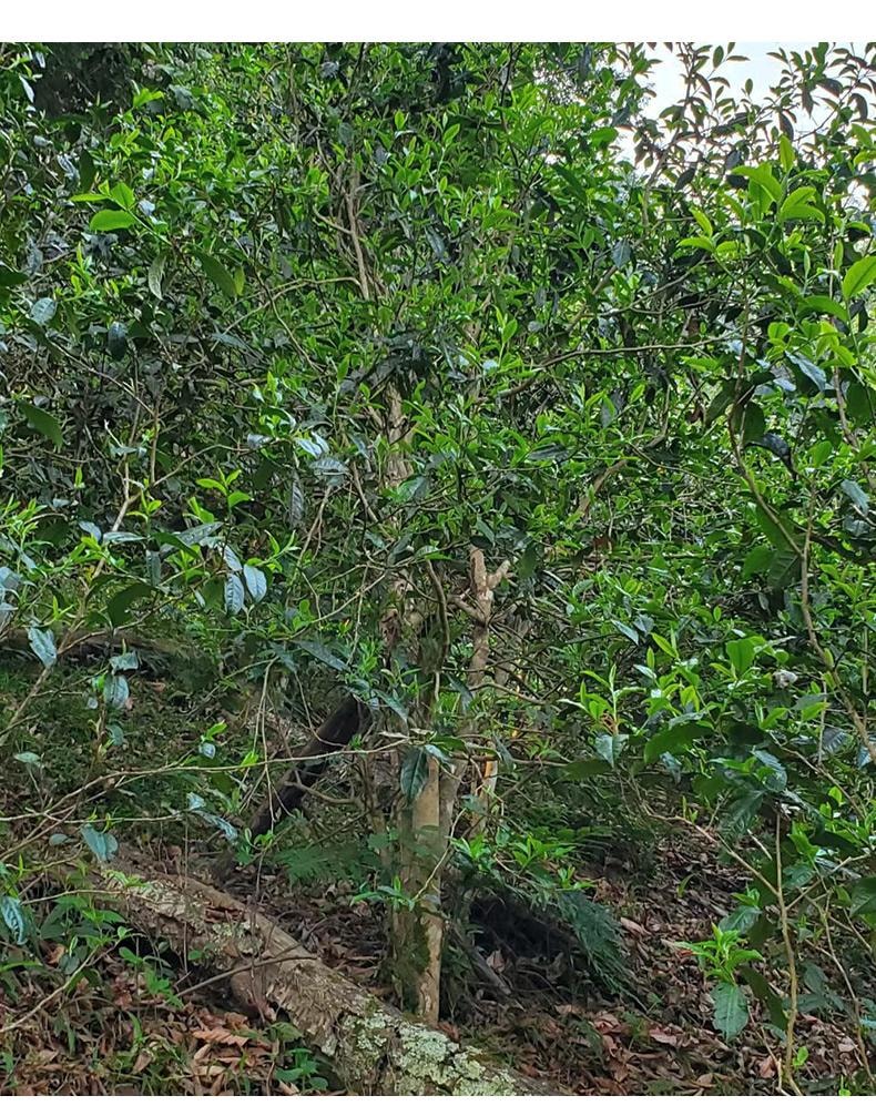 小师姐评茶 【美国现货秒发】 一扇磨普洱生茶茶叶 易武国家公园核心产区古树纯料 100克