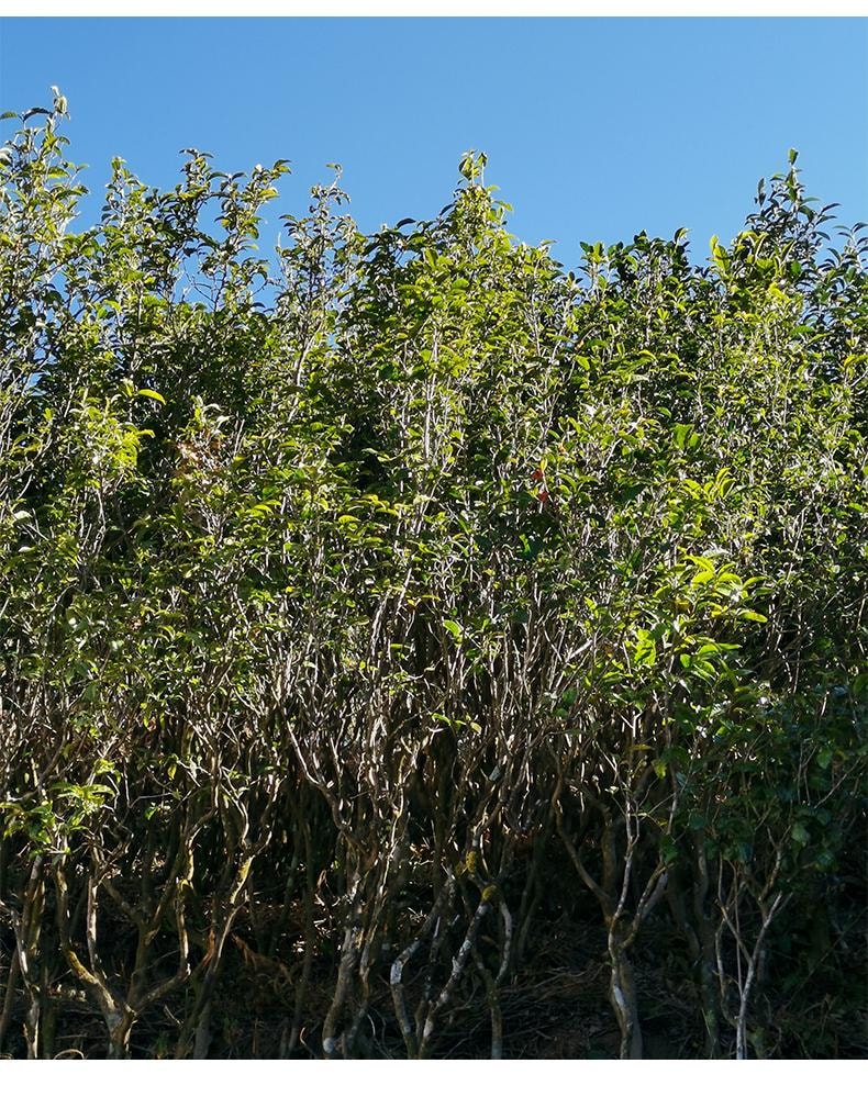 小师姐评茶 野径芳华 云南荒野白茶 2300米超高海拔茶园茶叶 传统工艺 30克