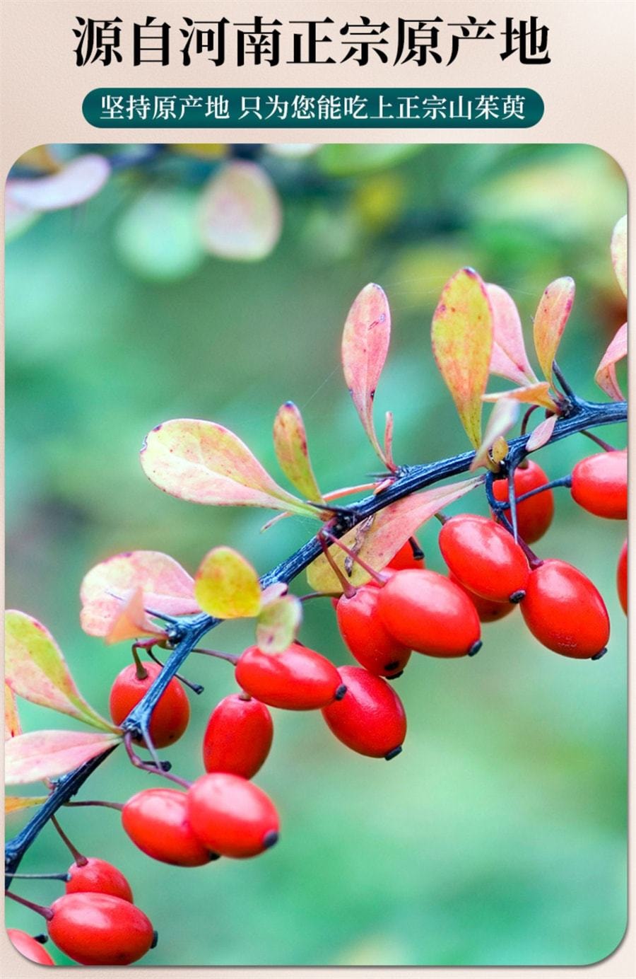 【中国直邮】 岷农人 山茱萸 野生山茱萸肉正品山萸肉中药材特级 250g/瓶