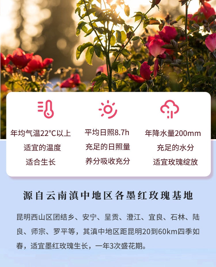 中國嬴曌雲南墨紅玫瑰精油補水保濕臉部精油20ml