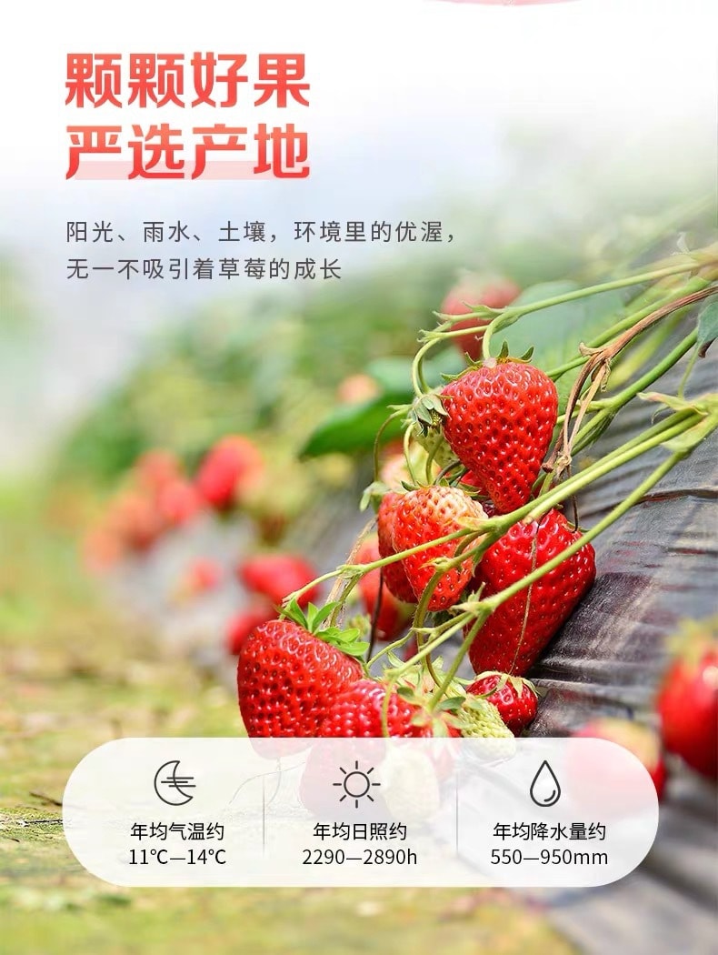 [中國直郵]百草口味 BE&CHEERY 草莓乾 100g*1包