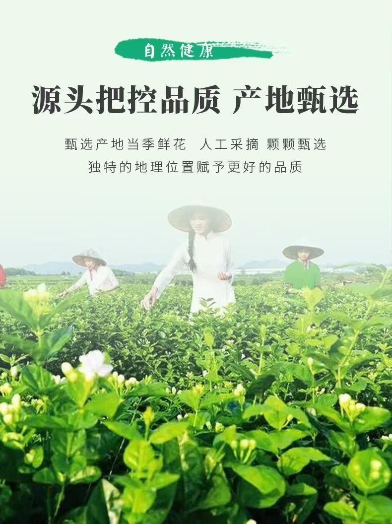  瀧禦堂 茉莉花苞 無燻硫甄選茉莉花 朵朵飽滿 色澤自然 30g