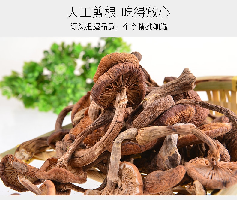 【中国直邮】插树岭有机榛蘑 小鸡炖蘑菇 150g 长白山特产