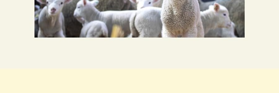 QILI其裡 車用香氛 清冷花香調 矽膠背夾易安裝 霧與蓮 3g*2