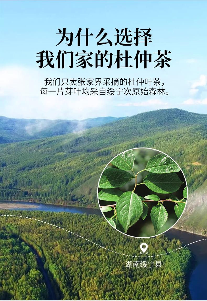 【中國直郵】 關東禮 杜仲茶20包/袋中藥材正品張家界深山嫩芽野杜仲葉茶送父母三降養生茶包