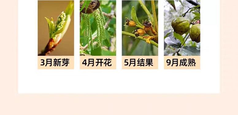 【中国直邮】 绝膳 山核桃仁 小核桃仁肉 小包袋装 新货坚果零食 80g