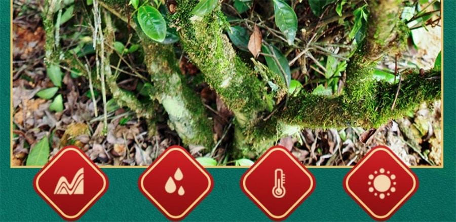 【中國直郵】 中閩峰州 雲南糯米香普洱茶熟茶小江茶餅小坨小粒裝禮盒裝小金磚茶葉 500g/桶