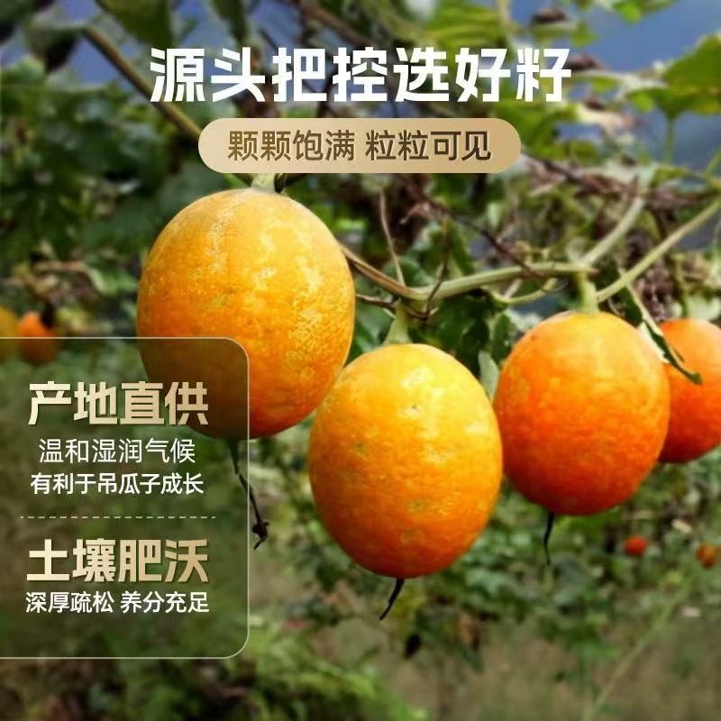 【中国直邮】 吃尚一族 吊瓜子 500g