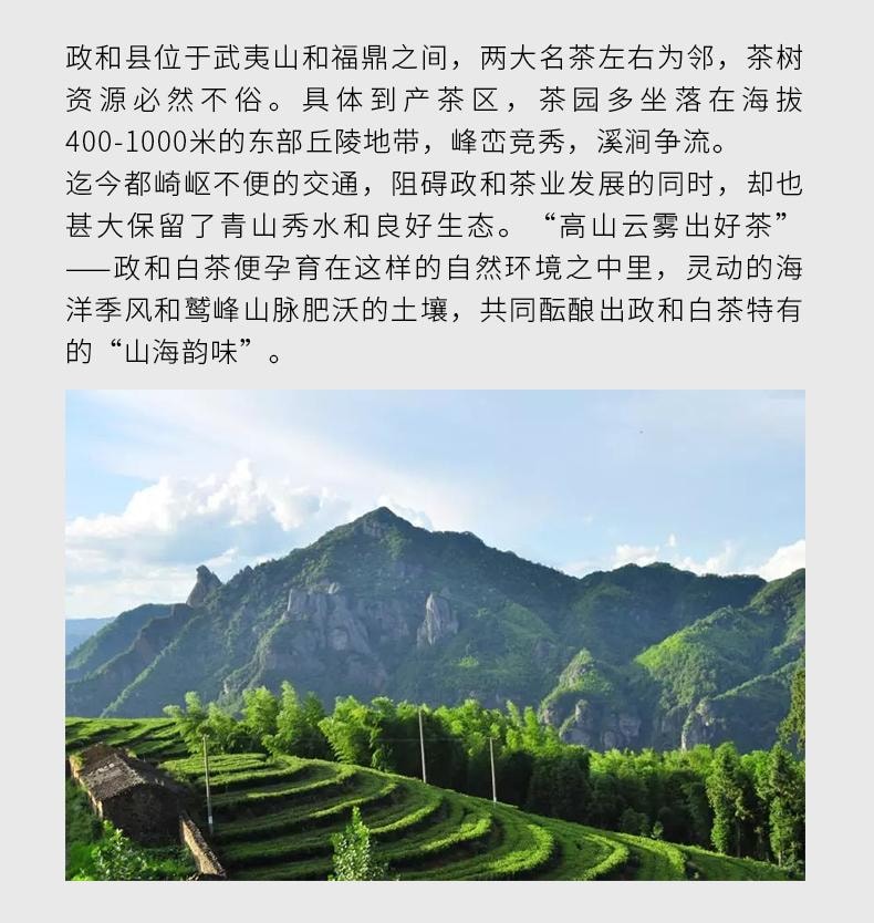 小师姐评茶 【美国现货秒发】 2017年政和高海拔荒野寿眉 白茶饼 老茶枣香药韵 汤感甘冽顺滑 理气润肺 燥湿除烦 提升免疫 抗氧化 醇厚野韵 240g