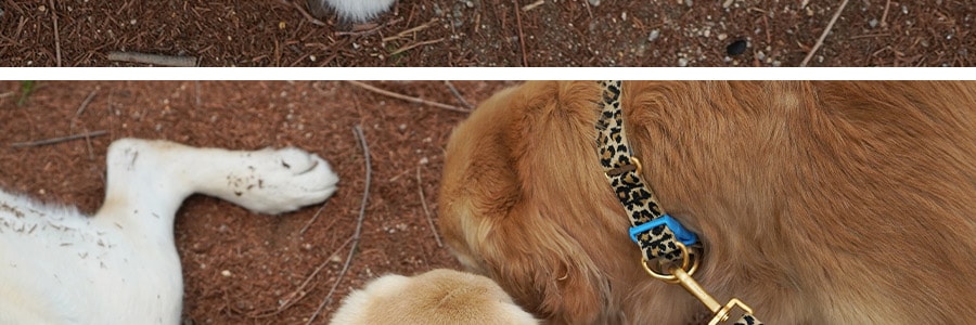 韓國ICANDOR 寵物雙層項圈 防勒寵物脖圈 #MILKY WAY M 脖圍28~37cm