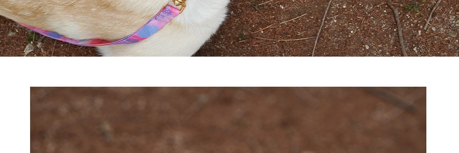 韓國ICANDOR 寵物雙層項圈 防勒寵物脖圈 #MILKY WAY L 脖圍36~52cm
