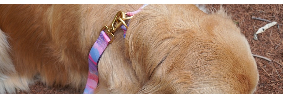 韓國ICANDOR 寵物雙層項圈 防勒寵物脖圈 #MILKY WAY L 脖圍36~52cm