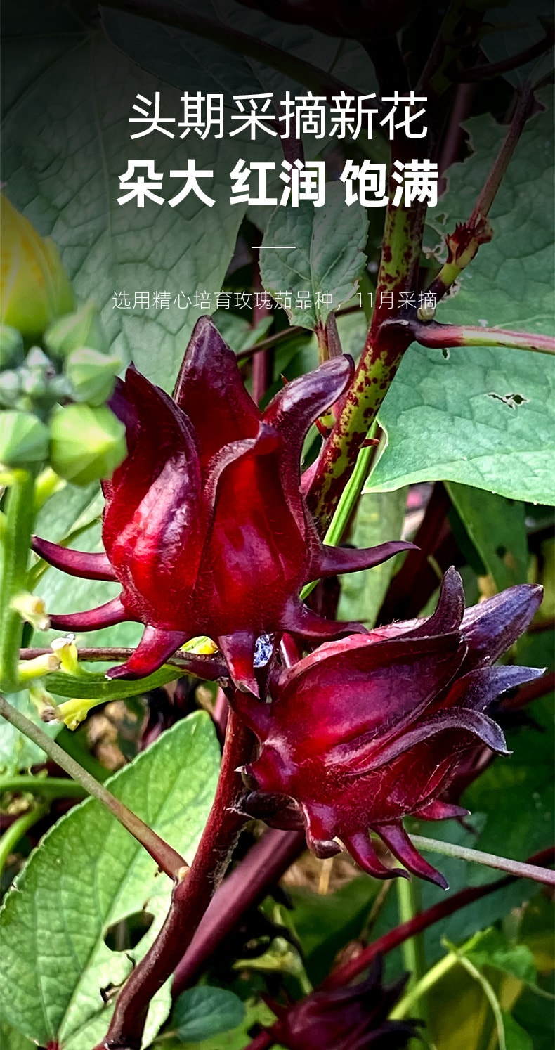  杞里香 头采大朵洛神花 玫瑰茄 40g 果香浓郁 干净无沙