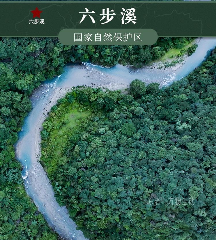 【美國現貨秒發】小師姐評茶 天尖薄片 安化黑茶茶葉 2017年荒野老樹六步玲瓏 60克(10片)