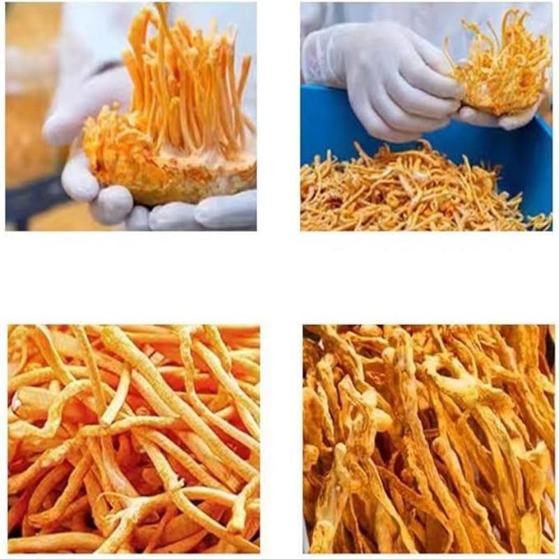  思梵達 冬蟲夏草花 1000 克(2.2磅)乾燥冬蟲夏草菇重草花毛孔頭冬蟲夏草金蛹蟲草