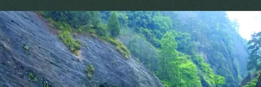 【預售】【預計1月中發貨】【亞米獨家】沈大成 多柿如意糕點禮盒 300g【柿福奶黃果6枚+泉州德化瓷器茶具1套+大紅袍武夷岩茶8罐】【上海特產】【年祥貨禮盒】