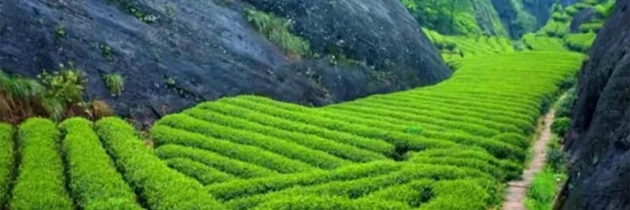 【預售】【預計1月中發貨】【亞米獨家】沈大成 多柿如意糕點禮盒 300g【柿福奶黃果6枚+泉州德化瓷器茶具1套+大紅袍武夷岩茶8罐】【上海特產】【年祥貨禮盒】