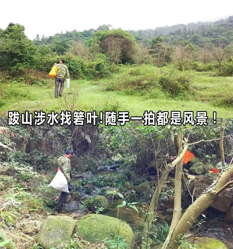 當季新鮮粽葉 50 片 箬竹葉 真空包裝 柔軟度好 店內另有粽子繩及包粽子模具 歡迎選購 端午節包粽子