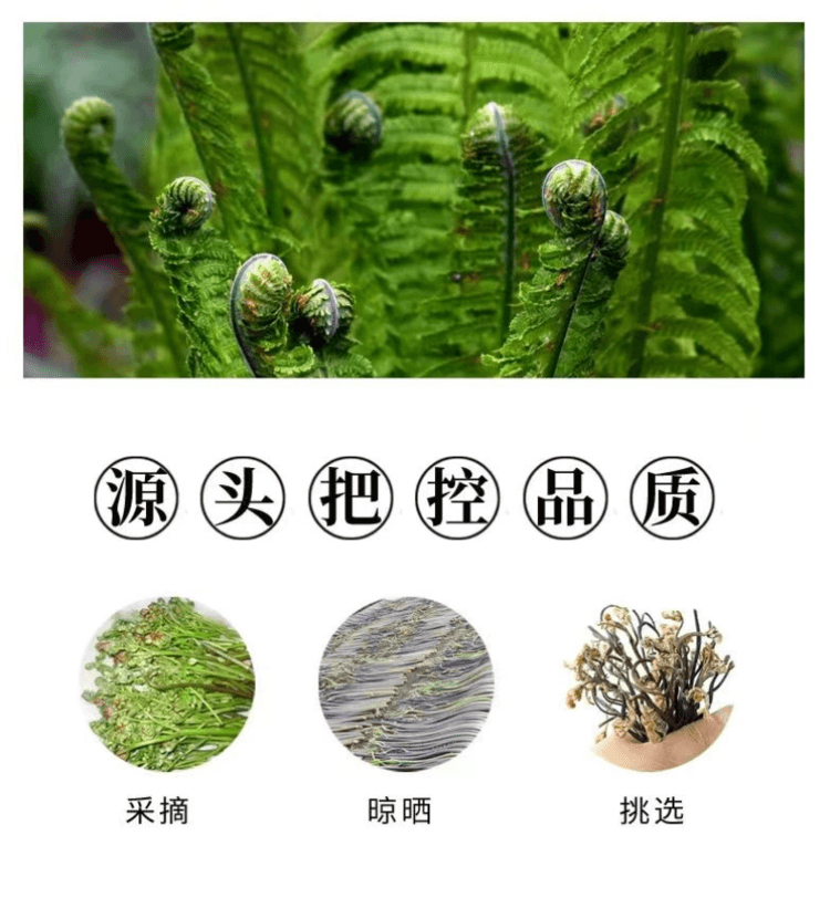 瀧禦堂 蕨菜乾 新鮮採摘 農家自曬 肉質鮮嫩 清香滑潤 清涼爽口 20g