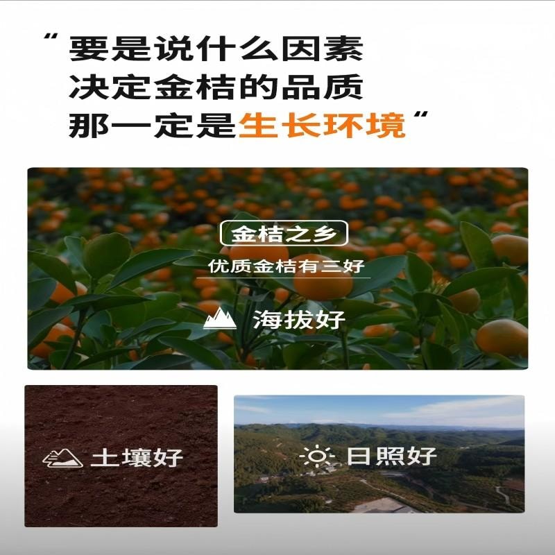 【中国直邮】 新边界 甘草金桔金桔干雪桔蜜饯果干水果果脯金橘干橘子休闲零食500g