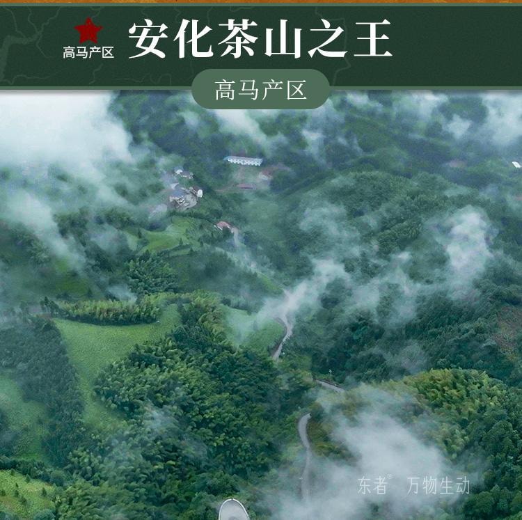 【美國現貨秒發】小師姐評茶 千兩茶餅高馬蒼卷 2019年安化黑茶茶葉 皇家貢茶 680克