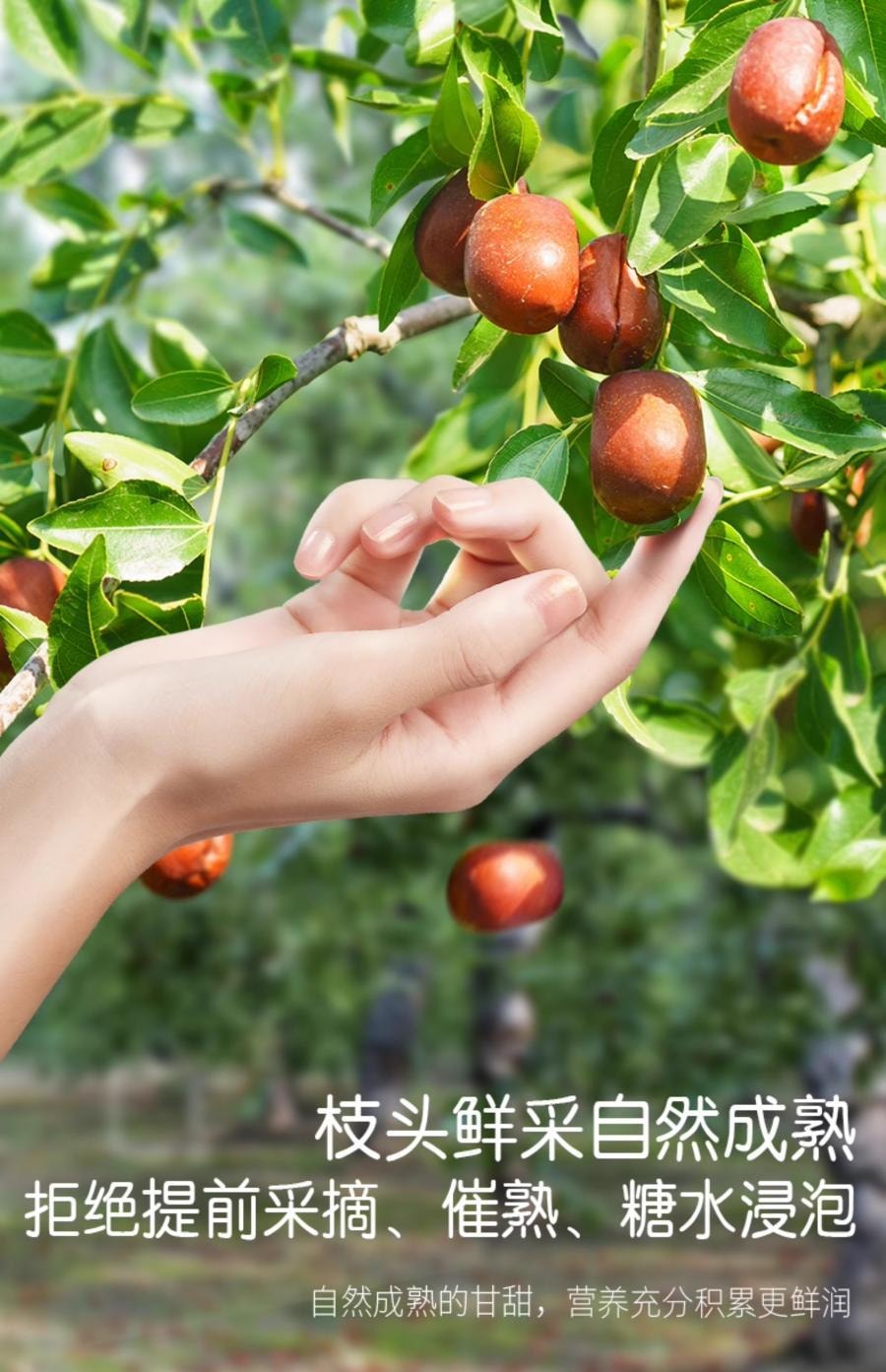 好想你 【超级特价】红枣片新疆特级红枣去核切片红枣干 200g  泡茶煲汤冻干免洗 新疆红枣去核切片【树上自然成熟超甜】小仙女泡茶煲汤必备