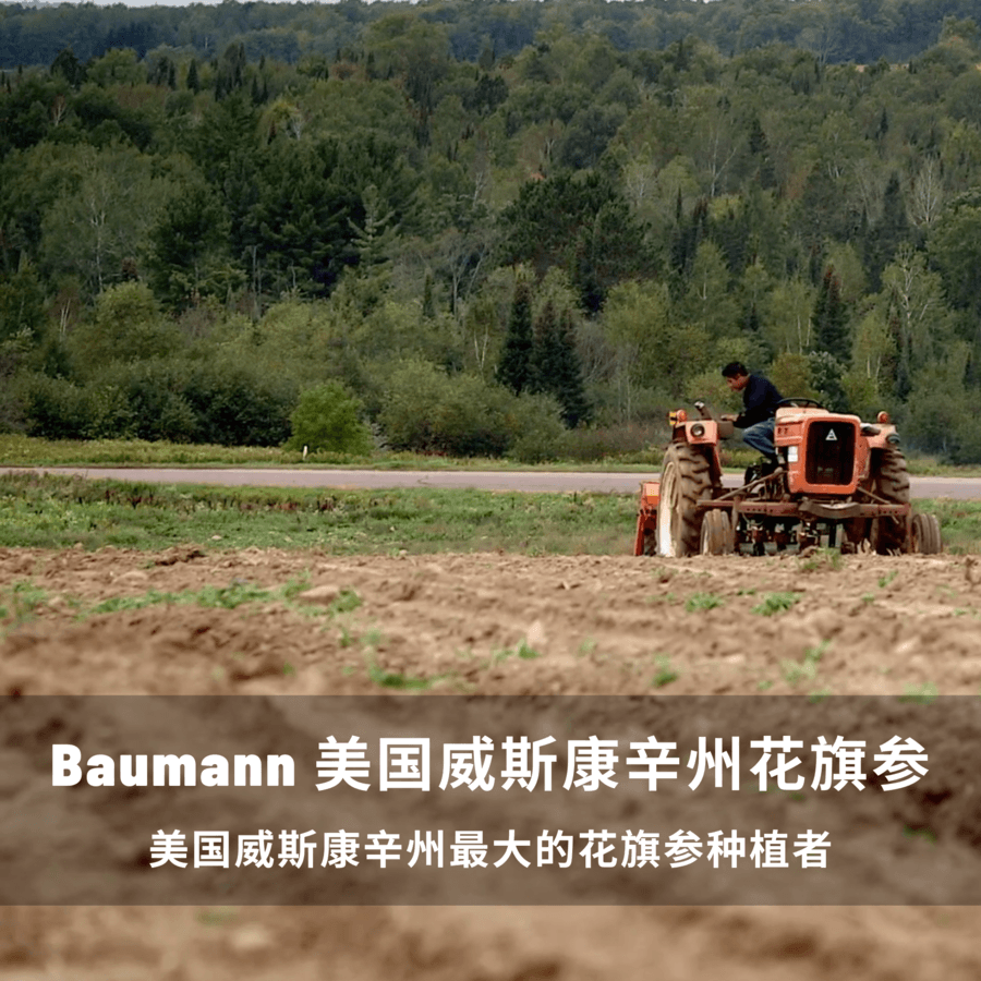 Baumann顶级花旗参茶包20袋装、抗衰老、预防流感、增强免疫力、100% 天然人参不含食品添加剂