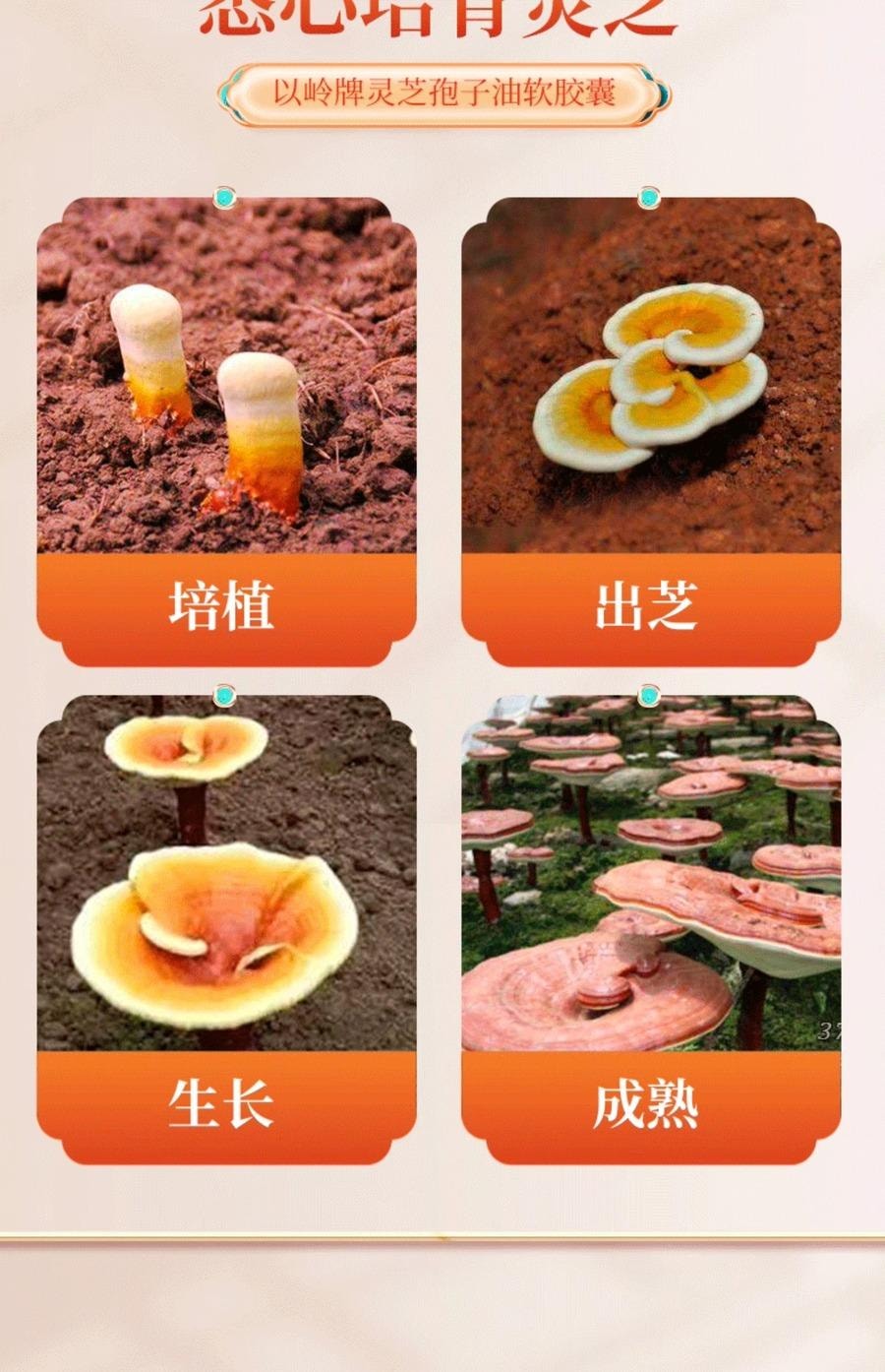中国以岭 灵芝孢子油软胶囊 超高含量灵芝三萜 提高免疫力 改善体质 助睡眠 抗衰老 60粒/瓶