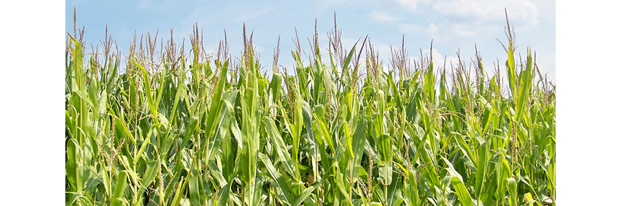 兴龙垦 生态小镇 有机粘玉米渣 (粗) 907g USDA认证