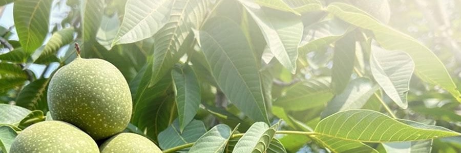 维汉 核桃仁 300g 【山姆同款】【健康0添加】